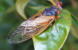 A close up of periodical cicada.