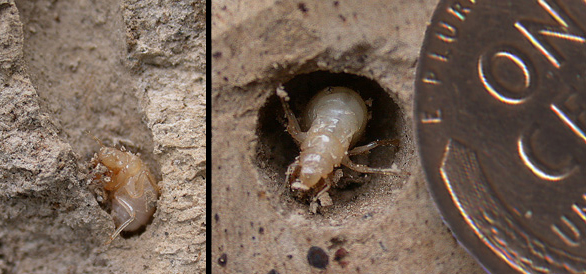 Periodical cicada nymphs climbing out of underground tunnels.