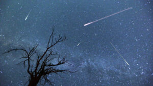 Shooting stars in a time lapse photo with a tree in the foreground