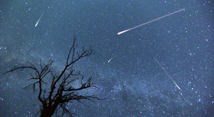 Shooting stars in a time lapse photo with a tree in the foreground