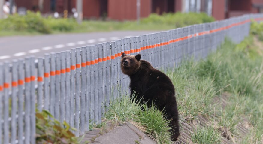 brown bear on a roadside