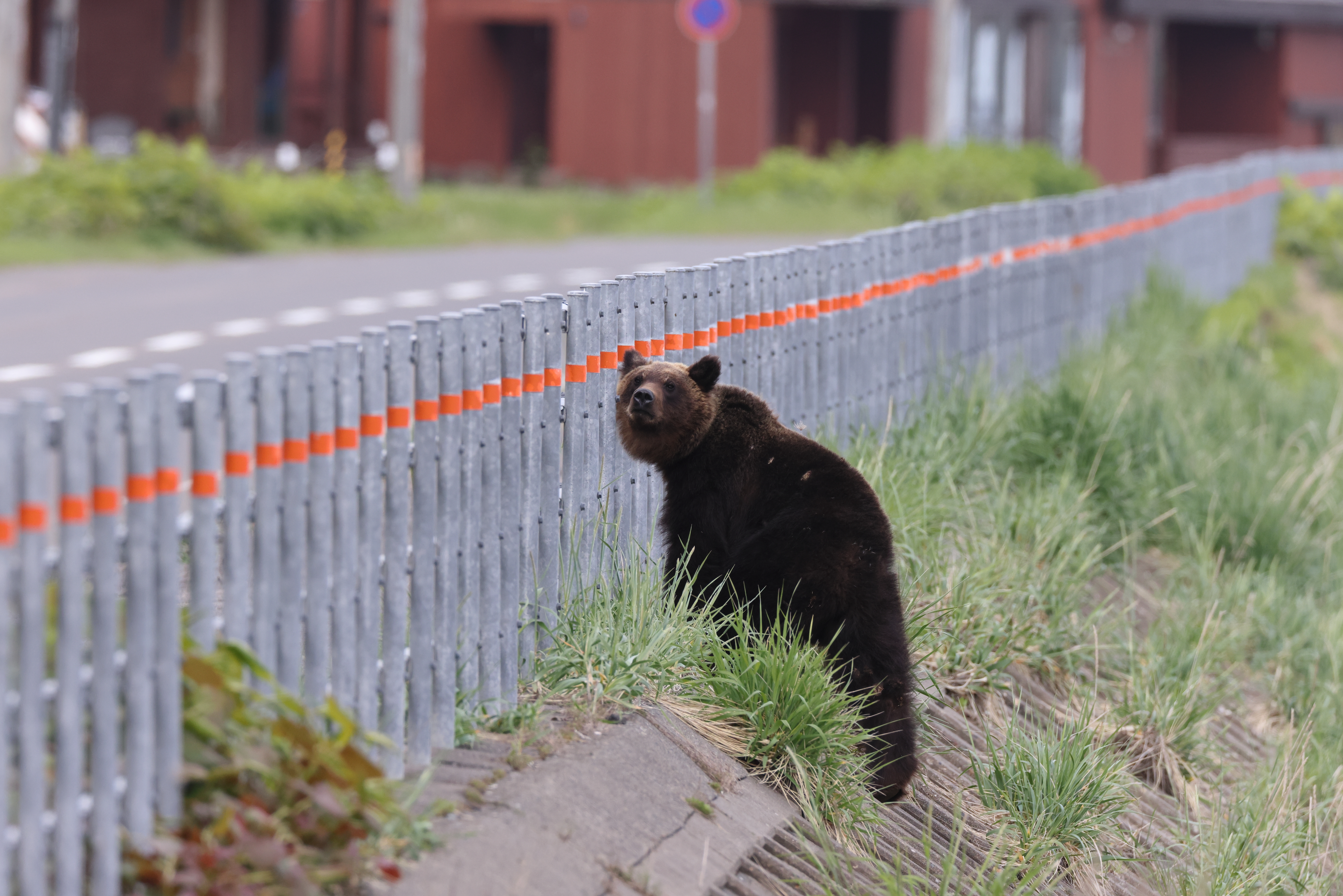 In Japan, Bear Attacks Surge as Authorities Warn Hikers
Away
