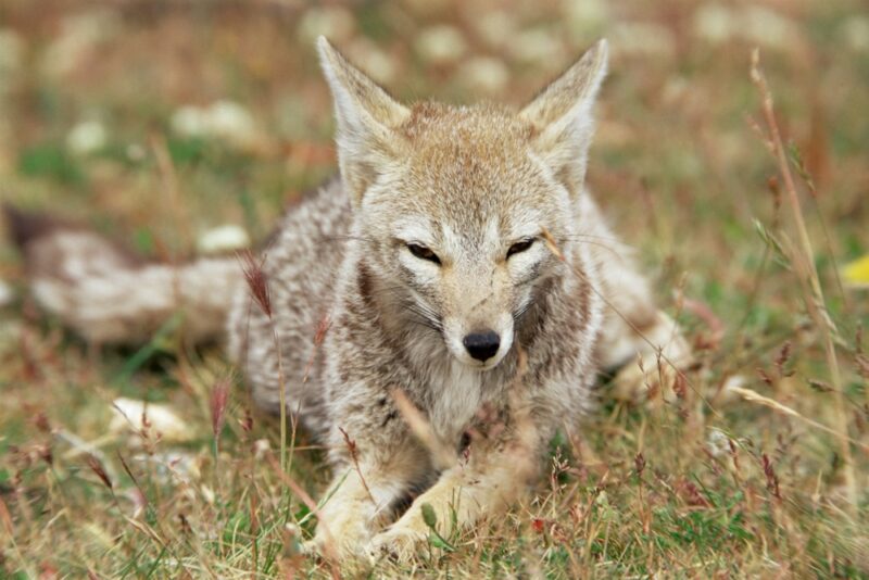 The Patagonian gray fox.
