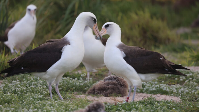 Wisdom the albatross