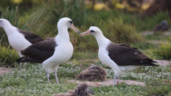 Wisdom the Albatross 