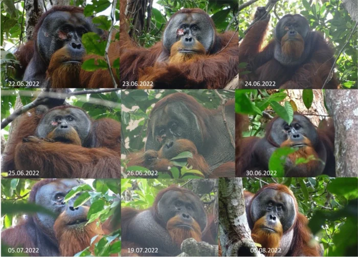 progress pictures of an orangutan's healing