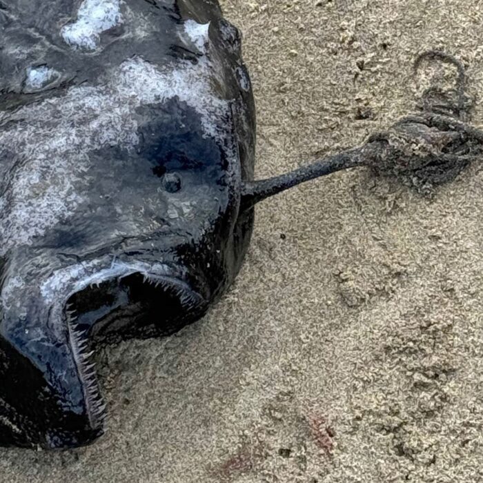 an anglerfish on a beach