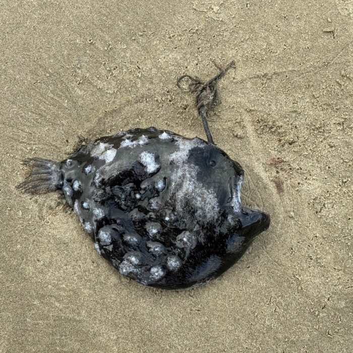 an anglerfish on a beach 