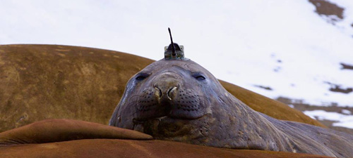 an elephant seal wearing a sensor hat