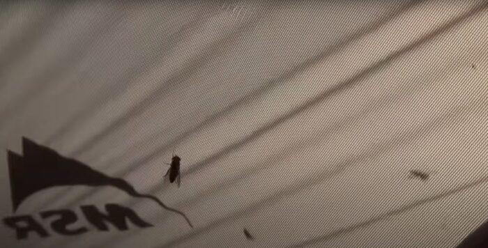 a horsefly on the outside of a tent 