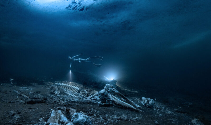 dark underwater scene showing bleached whalebones