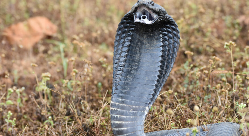 A black-necked spitting cobra