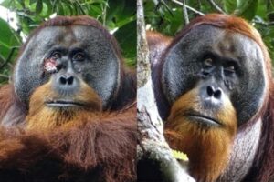 orangutan before/after with and without a facial wound