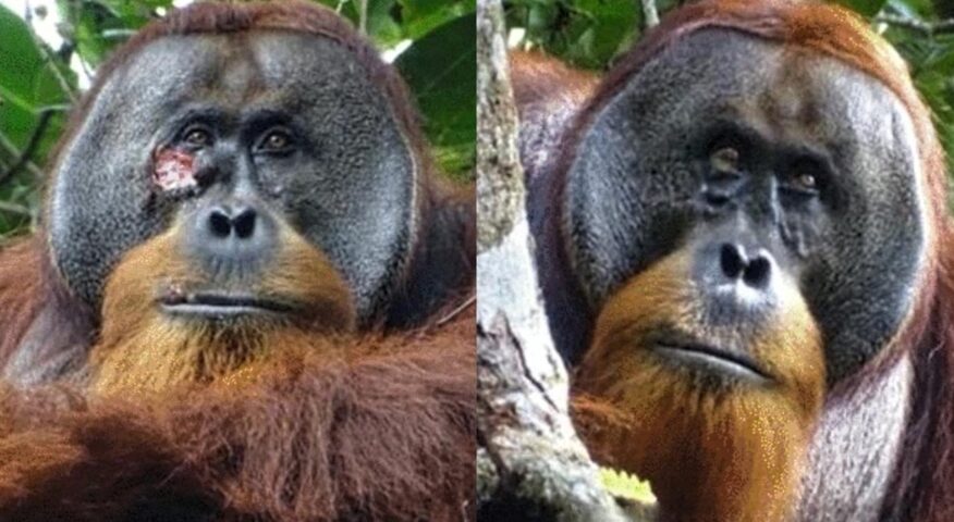 orangutan before/after with and without a facial wound