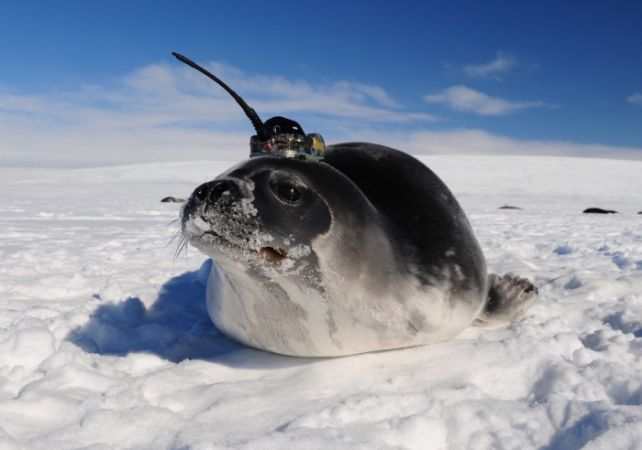 An elephant seal wearing a sensor hat