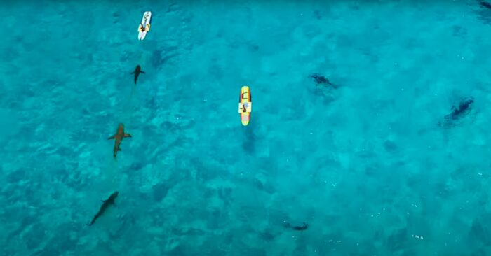 a group of sharks circle around a surfboard