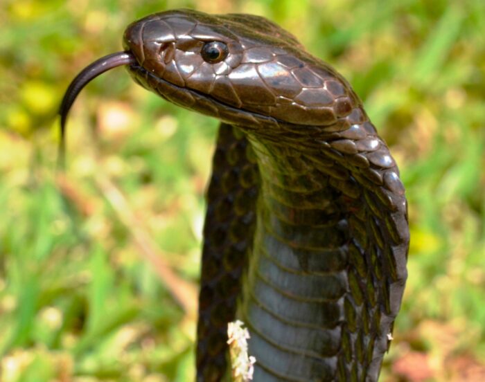 A black necked spitting cobra