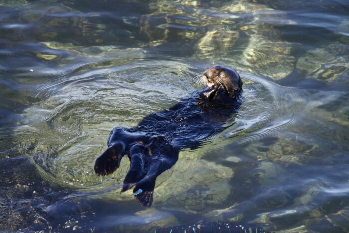 a sea otter