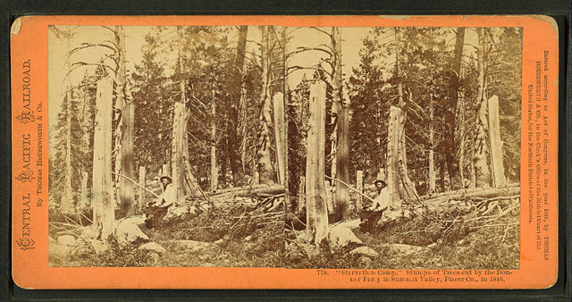 A photo of tree stumps cut for firewood by the Donner Party in the winter of 1846/47. 