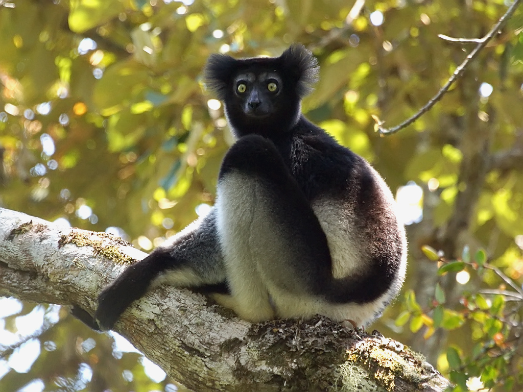 black and white primate with tufted ears and wide eyes in tree