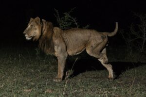 three-legged lion in the dark