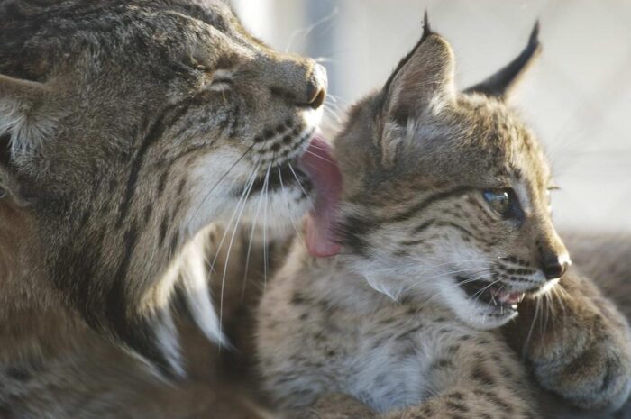 Mother lynx cleaning her cub.