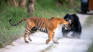 a black-colored bear charges a full-grown female tiger