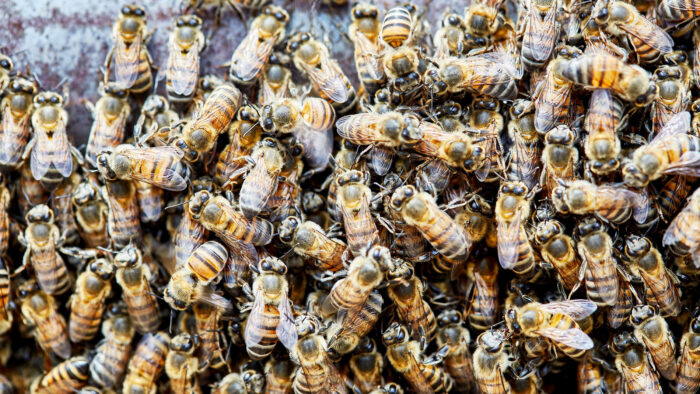 Africanized honeybees