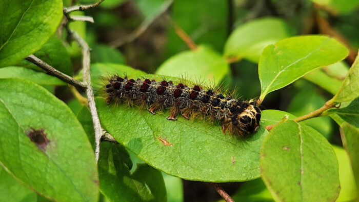 a caterpillar 
