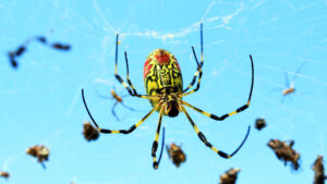 a Joro spider