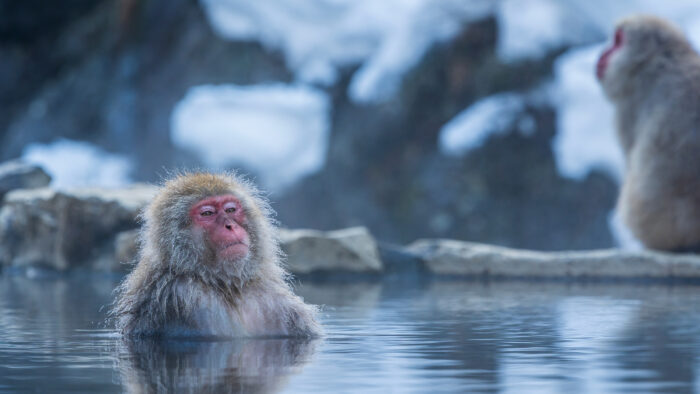 a snow monkey having a soak