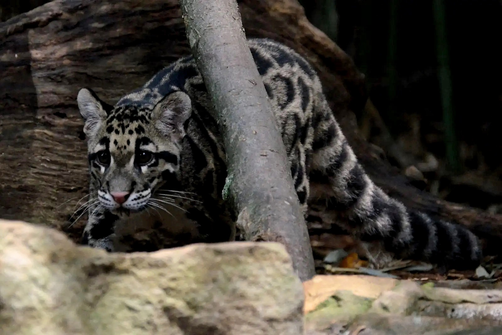 spotted cat stalks behind tree