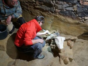 archaeologists at work on mammoth bones