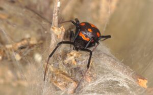 black spider with red markings and pointy legs