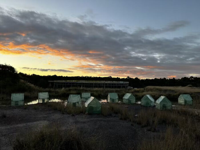 frog saunas in a marshy area at dawn
