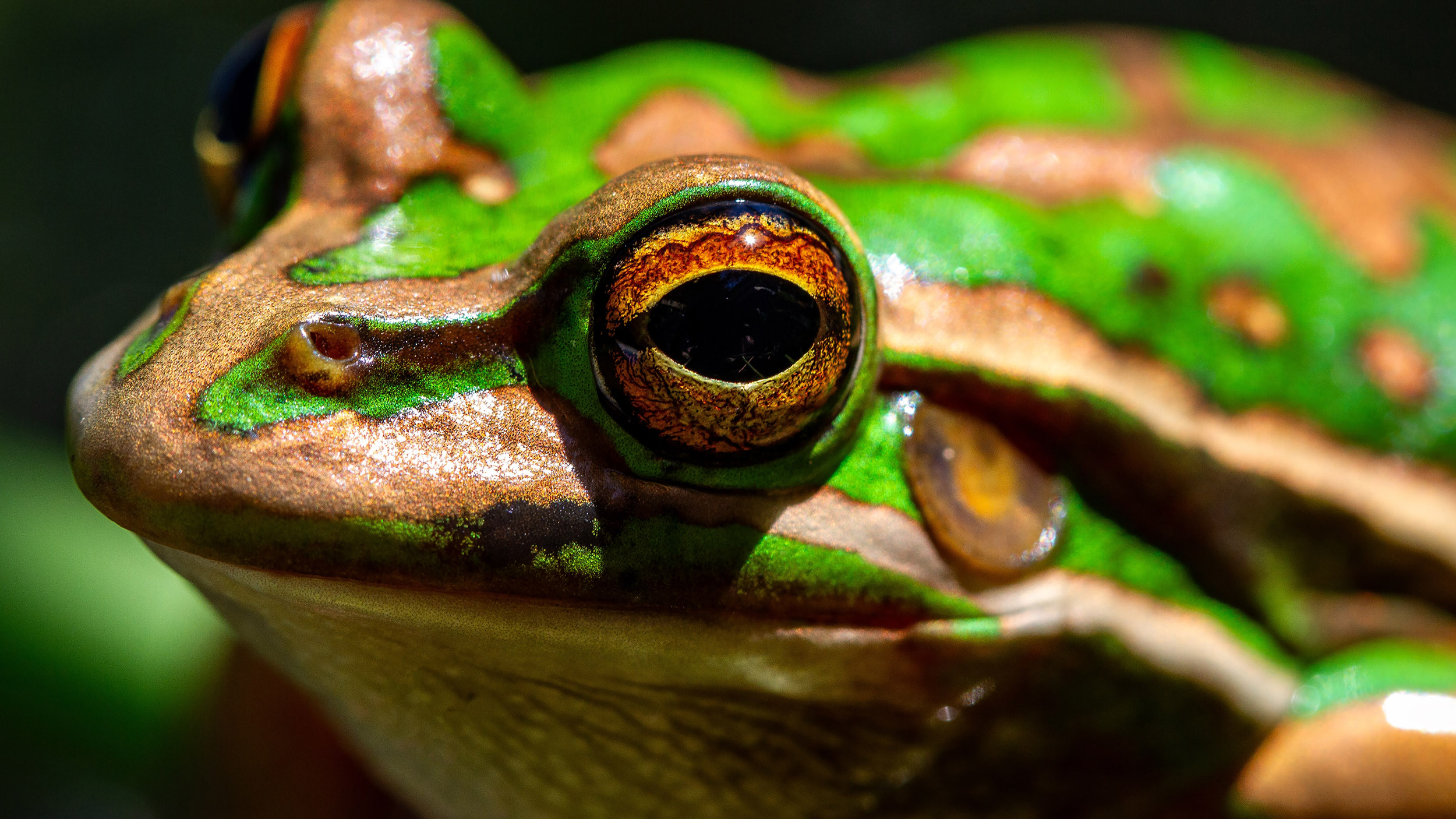 a green and golden bell frog