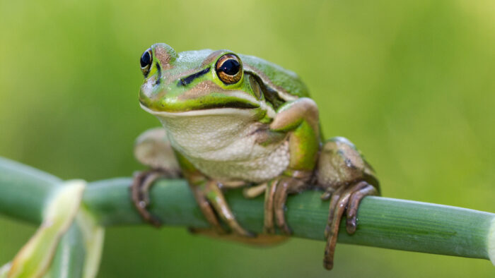 a green and golden bell frog