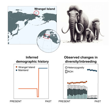 a graphic from the paper showing a map, an image of mammoths, and two graphs