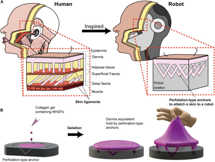 diagrams of skin structure and attachment functionality