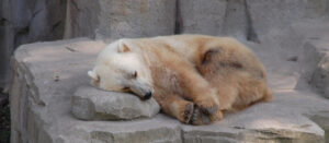 grolar bear -- offspring of grizzly and polar bear