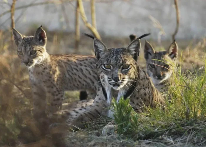 three cats crouch in the grass