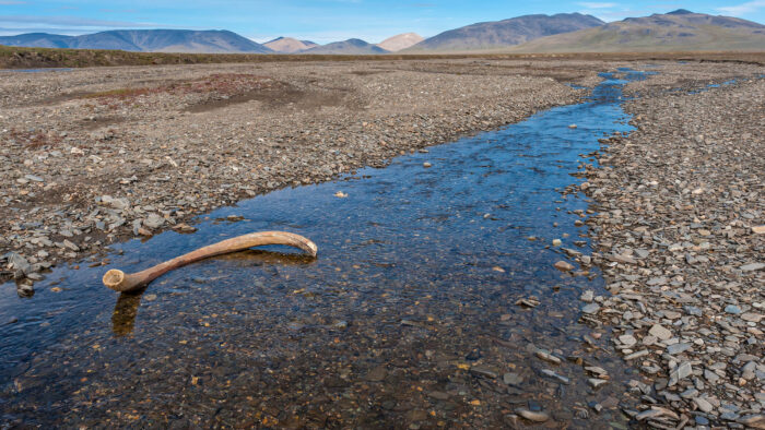 A mammoth tusk in a Wrangel Island streambed. 