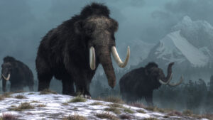 three woolly mammoths