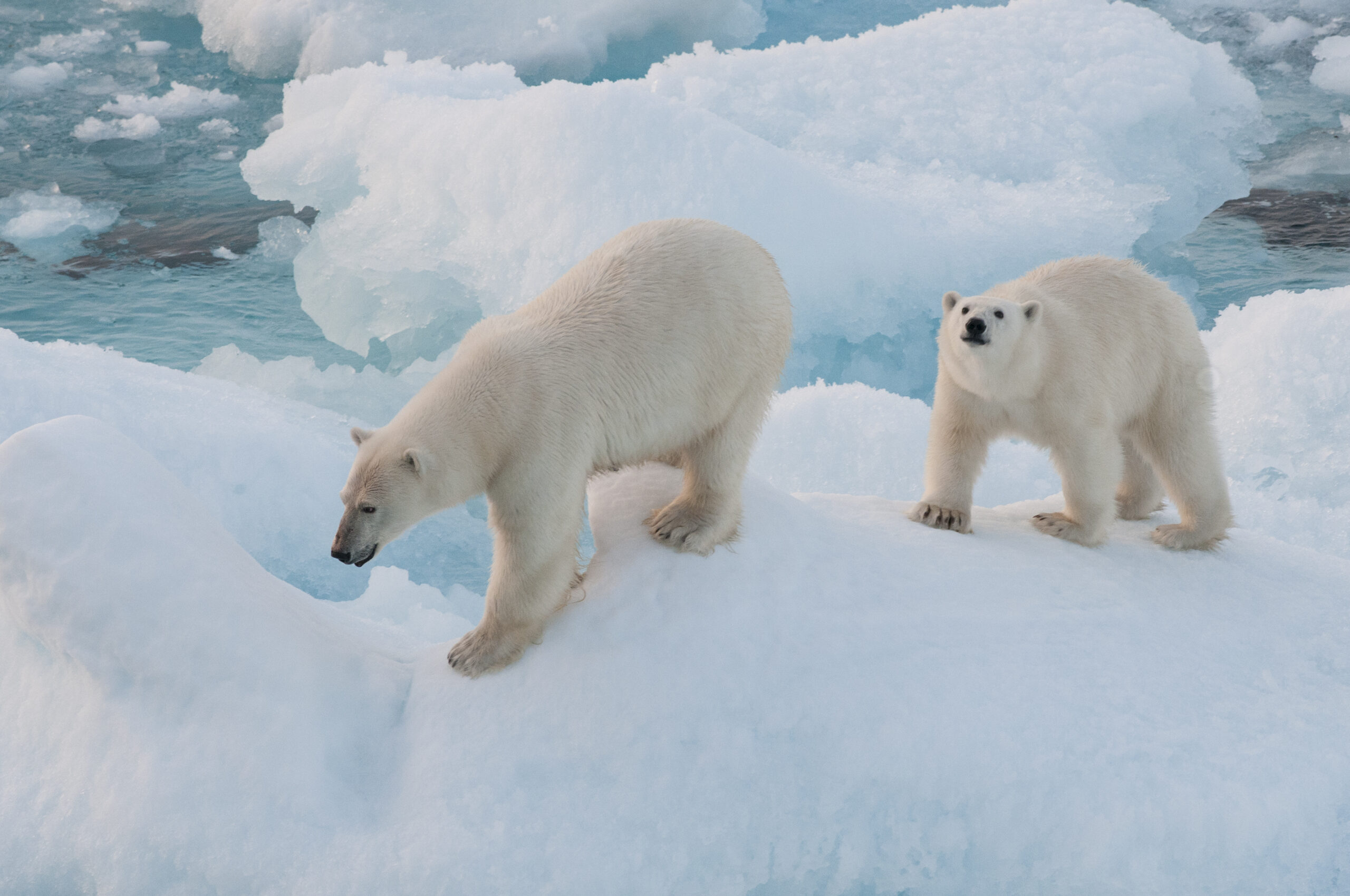 two polar bears on sea ice