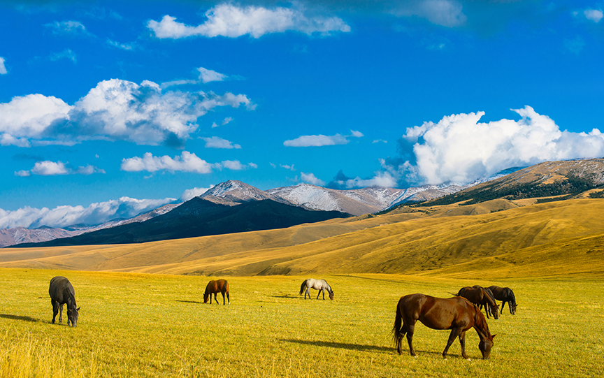 horses on rolling grassland