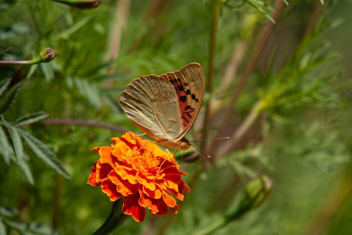 butterfly perched on orange flower