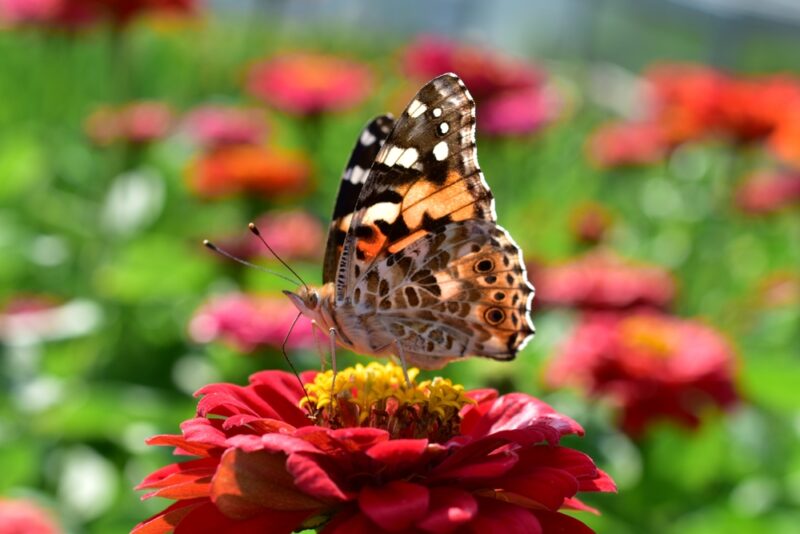 a painted lady butterfly