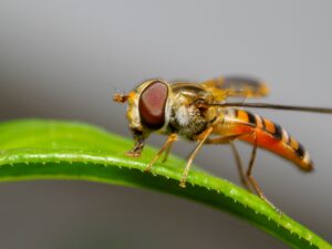 close up of a small yellow fly on a leaf