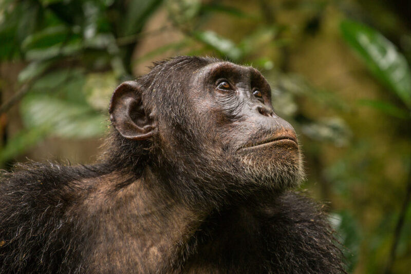A mature male chimpanzee looking into the distance in Budongo Forest Reserve, Uganda.