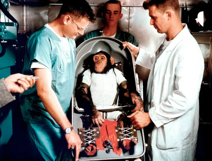 handlers attending a chimpanzee in a metal chair or seat